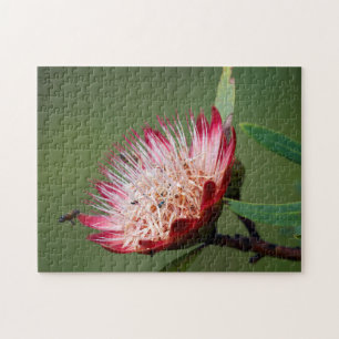 Drakensberg-suikerbos (Protea Dracomontana) Legpuzzel