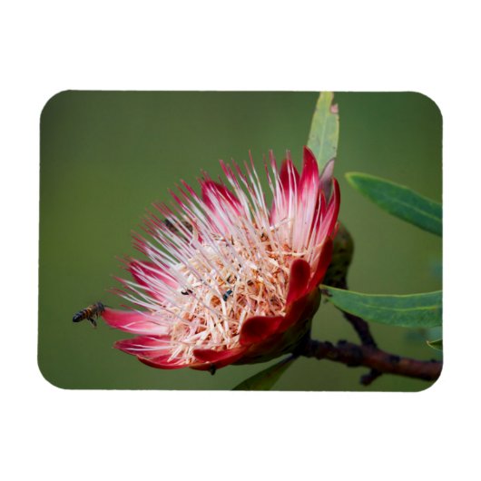 Drakensberg-suikerbos (Protea Dracomontana) Magneet (Horizontaal)
