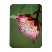 Drakensberg-suikerbos (Protea Dracomontana) Magneet (Verticaal)