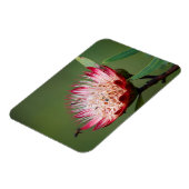 Drakensberg-suikerbos (Protea Dracomontana) Magneet (Linkerzijde)