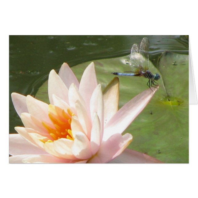 Drakenvlieg (Voorkant Horizontaal)