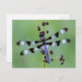 Drakenvlieg op gras, Canada Briefkaart (Voorkant / Achterkant)