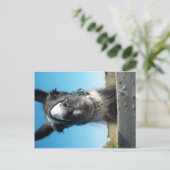 Drama Llama Briefkaart (Staand voorkant)