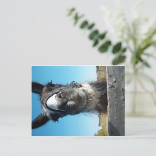 Drama Llama Briefkaart (Staand voorkant)