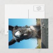 Drama Llama Briefkaart (Voorkant / Achterkant)