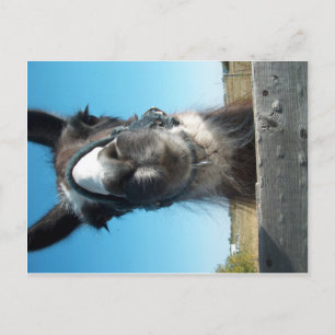 Drama Llama Briefkaart