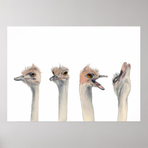 Drama Queen   Funny Ostrich Waterverf Painting Poster