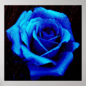 Drama van het blauwe Poster van het Roos (Voorkant)