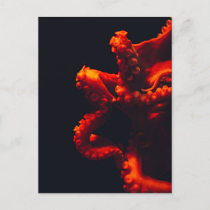 Dramatic Octopus Underwater Photo Orange & Black Briefkaart