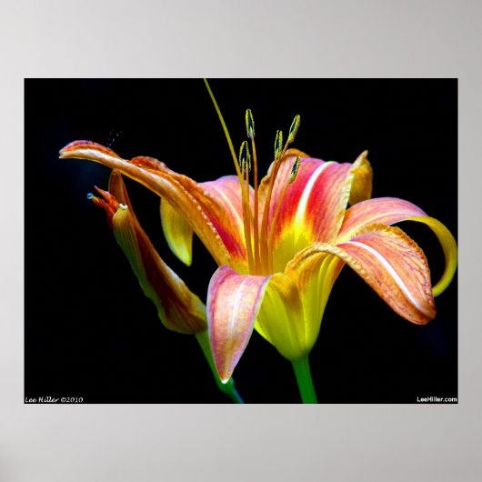 Dramatic Tawny Daylily Poster (Voorkant)