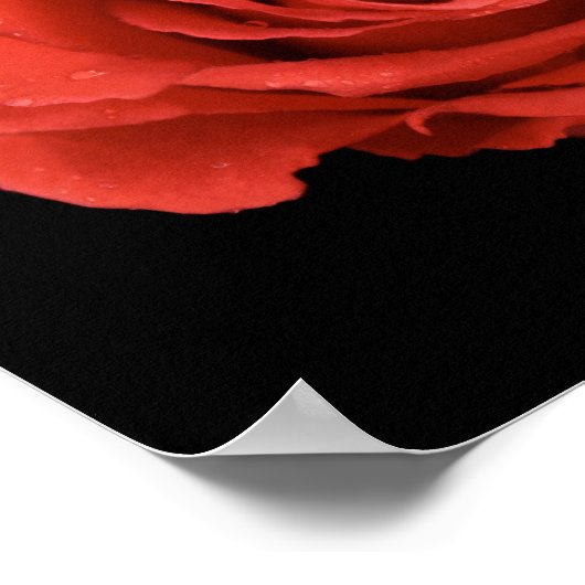 dramatisch rode roos op zwarte achtergrond poster (Hoek)