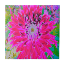 Dramatische Crimson Red en Pink Dahlia Flower