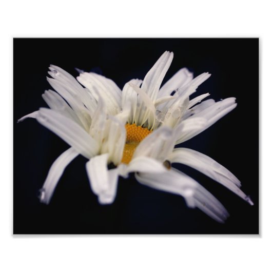 Dramatische Daisy Flower 8x10 Foto Afdruk (Voorkant)