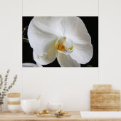 Dramatische eenwitte orchidee bloesem op zwart poster (Keuken)