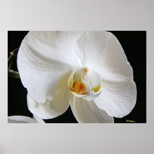 Dramatische eenwitte orchidee bloesem op zwart poster (Voorkant)
