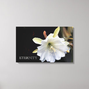 Dramatische epiphyllum-bloem op doek canvas afdruk