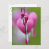 Dramatische kleur en vorm van het bloedingshart briefkaart (Voorkant / Achterkant)