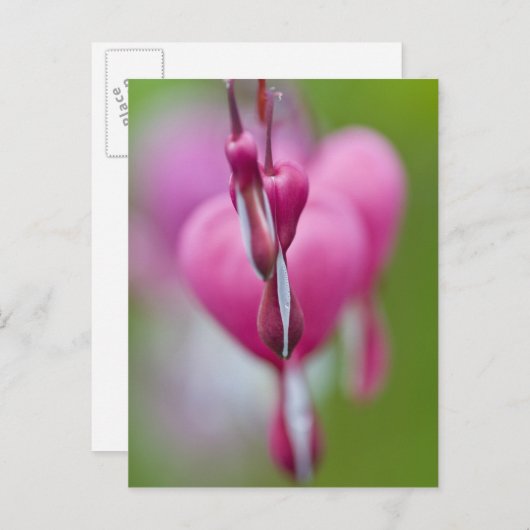 Dramatische kleur en vorm van het bloedingshart briefkaart (Voorkant / Achterkant)