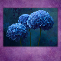 Dramatische Krachtige Blauwe Hortensia Bloem Botan