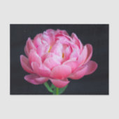 Dramatische Lovely Pink Peony Tissuepapier (Voorkant)
