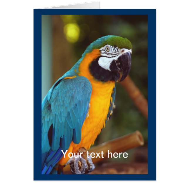 Dramatische Macaw (Voorkant)