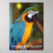 Dramatische Macaw Poster (Voorkant)