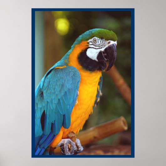 Dramatische Macaw Poster (Voorkant)