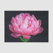 Dramatische Mooie Roze Pioen Tissuepapier (Voorkant)