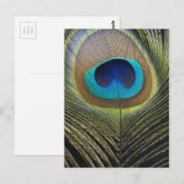 Dramatische Peacock-doether Briefkaart (Voorkant / Achterkant)