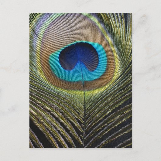 Dramatische Peacock-doether Briefkaart (Voorkant)