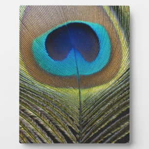 Dramatische Peacock-doether Fotoplaat