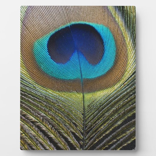 Dramatische Peacock-doether Fotoplaat (Voorkant)
