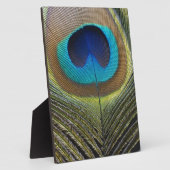 Dramatische Peacock-doether Fotoplaat (Zijkant)