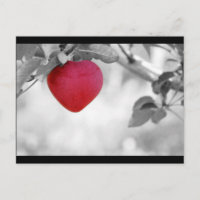 Dramatische rode kever, Apple