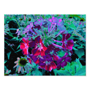Dramatische rode, paarse en roze tuinbloem foto afdruk
