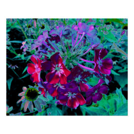 Dramatische rode, paarse en roze tuinbloem perfect poster