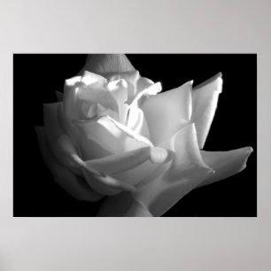 Dramatische Roos afdrukken Poster
