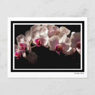 Dramatische roze en witte orchideeën op zwart briefkaart