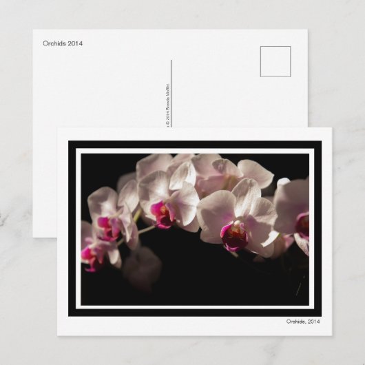 Dramatische roze en witte orchideeën op zwart briefkaart (Voorkant / Achterkant)
