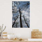 Dramatische Tulp Poplar Trees Cloudy Blue Sky Poster (Keuken)