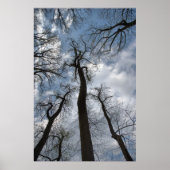 Dramatische Tulp Poplar Trees Cloudy Blue Sky Poster (Voorkant)