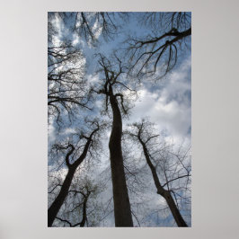 Dramatische Tulp Poplar Trees Cloudy Blue Sky Poster