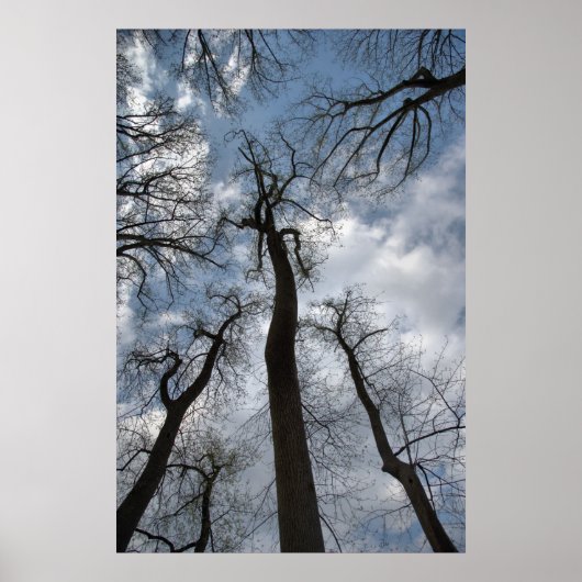 Dramatische Tulp Poplar Trees Cloudy Blue Sky Poster (Voorkant)