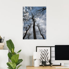 Dramatische tulpenbomen Bewolkte blauwe lucht Poster