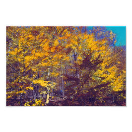 Draped Herfst Trees Foto Afdruk