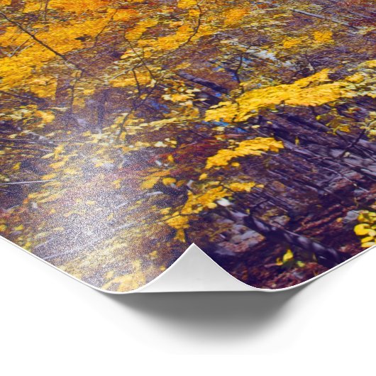 Draped Herfst Trees Foto Afdruk (Hoek)