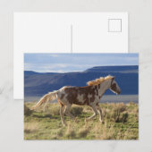 Dravend paard, Steens Mountains, Oregon Briefkaart (Voorkant / Achterkant)