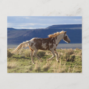 Dravend paard, Steens Mountains, Oregon Briefkaart