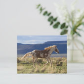 Dravend paard, Steens Mountains, Oregon Briefkaart (Staand voorkant)