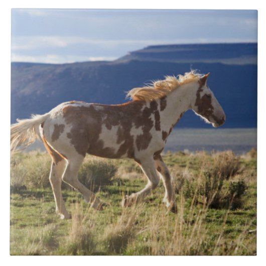 Dravend paard, Steens Mountains, Oregon Tegeltje (Voorkant)